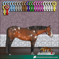 Horse Color:White Spotted Brown Sabino Splash 