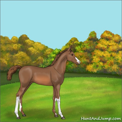 Horse Color:Chestnut 