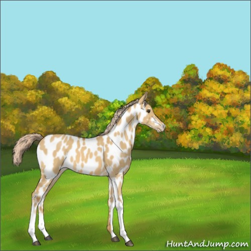 Horse Color:Palomino Dun Appaloosa 
