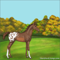 Horse Color:Chestnut Appaloosa