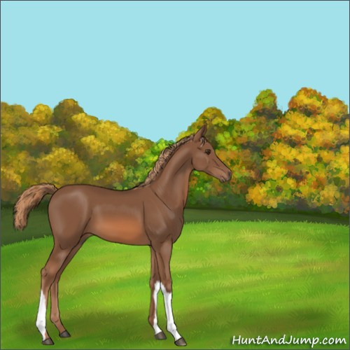 Horse Color:Chestnut 