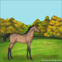 Horse Color:Bay Dun