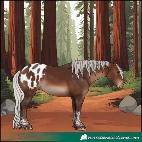 Horse Color:Silver Brown Tobiano Appaloosa 