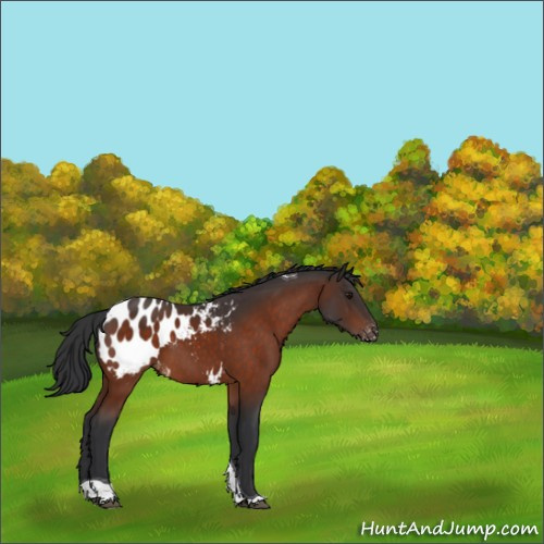 Horse Color:Bay Tobiano Appaloosa 