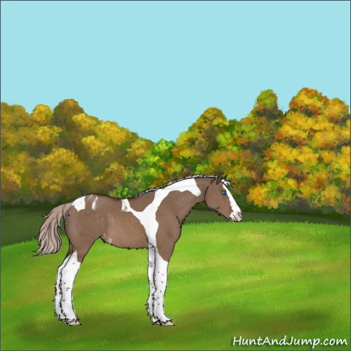 Horse Color:Silver Brown Dun Splash Tobiano Varnish 