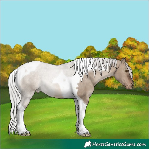 Horse Color:Silver Brown Dun Tobiano Appaloosa 