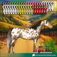 Horse Color:Gray Amber Cream Champagne Appaloosa Rabicano 
