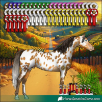 Horse Color:Gray Amber Cream Champagne Appaloosa Rabicano