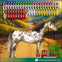 Horse Color:Gray Amber Cream Champagne Appaloosa Rabicano 