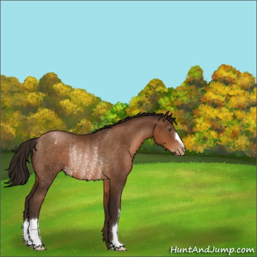 Horse Color:Gray Brown Pearl Appaloosa Rabicano 