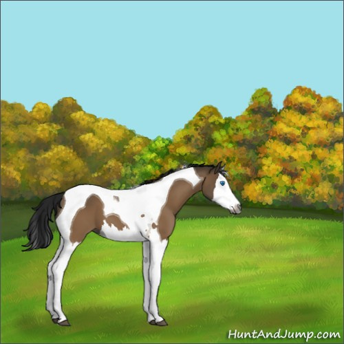 Horse Color:Gray Bay Dun Splash Tobiano 
