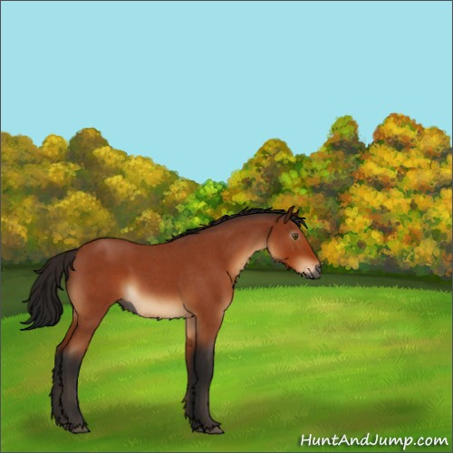 Horse Color:Gray Bay Roan 