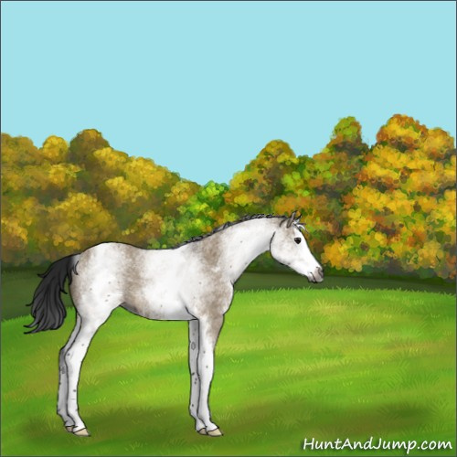 Horse Color:Gray White Spotted Brown Roan Dun Splash 