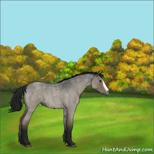 Horse Color:Gray Smoky Grullo Roan Splash 