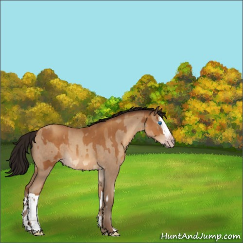 Horse Color:Gray Sable Champagne Splash and Gray Amber Champagne Roan