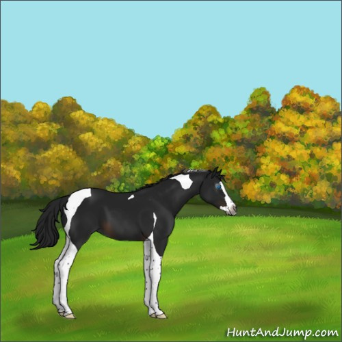 Horse Color:Gray Brown Splash Tobiano 