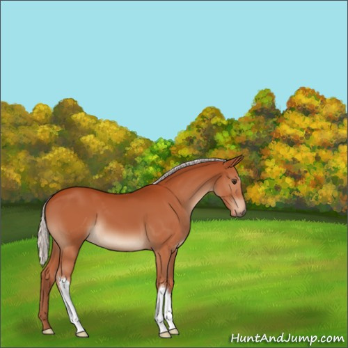 Horse Color:Silver Bay 
