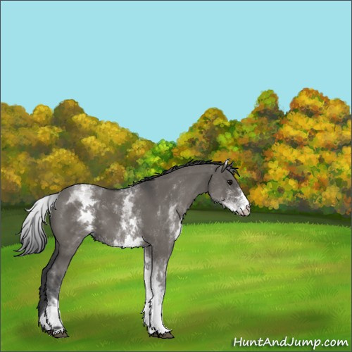 Horse Color:White Spotted Grullo