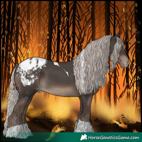 Horse Color:Silver Black Tobiano Appaloosa 