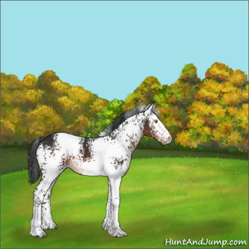 Horse Color:White Spotted Brown 