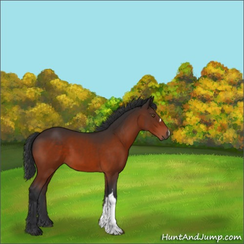 Horse Color:Brown 