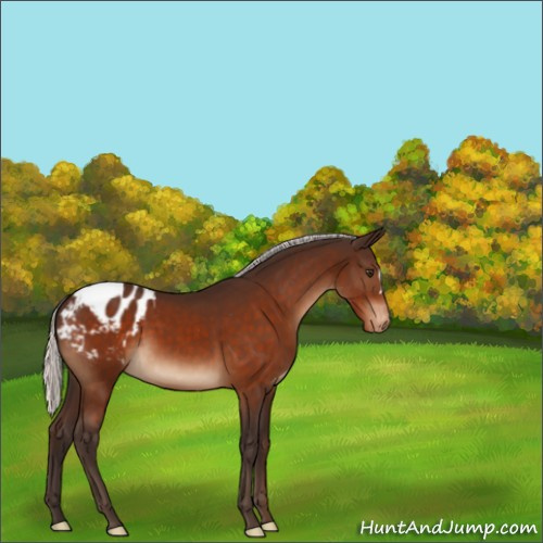 Horse Color:Silver Brown Appaloosa 