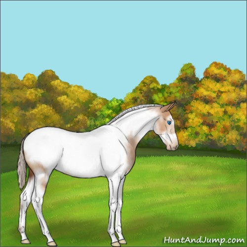 Horse Color:Silver Bay Dun Sabino Tobiano Frame 