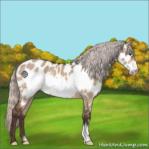 Horse Color:Silver Brown Dun Frame Appaloosa 