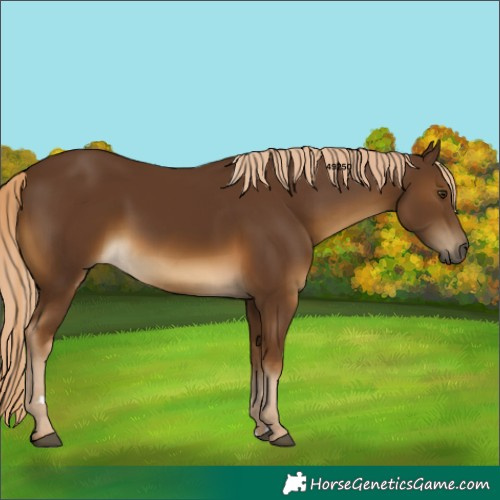 Horse Color:Chocolate Palomino Rabicano