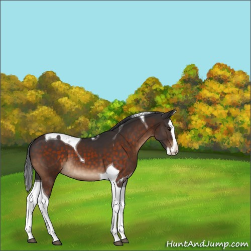 Horse Color:Brown Sabino Splash Tobiano 