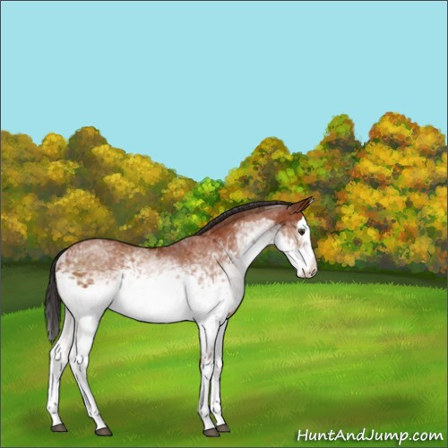 Horse Color:White Spotted Brown Sabino Splash 