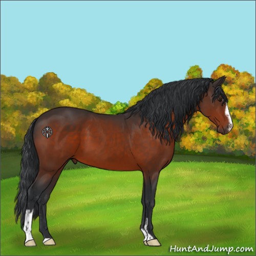 Horse Color:Brown Sabino 