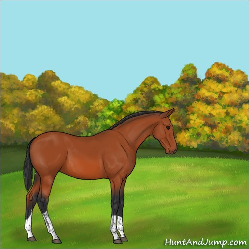 Horse Color:Bay Tobiano 
