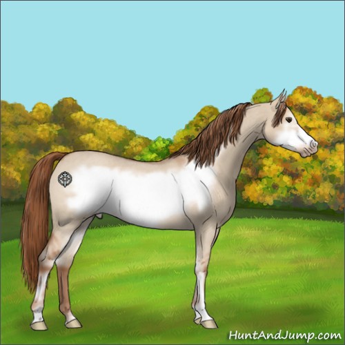 Horse Color:Red Dun Roan Sabino Frame 