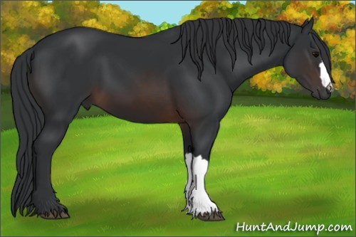 Horse Color:Brown 