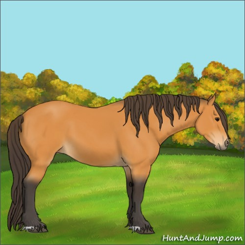Horse Color:Buckskin 
