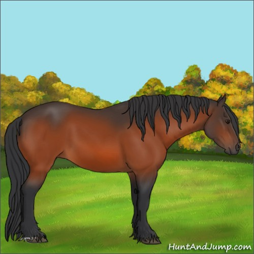 Horse Color:Brown 