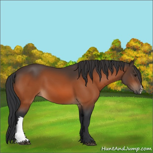 Horse Color:Brown 