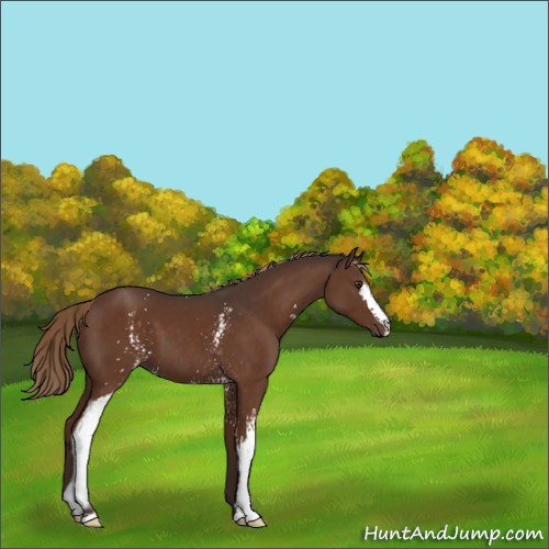 Horse Color:White Spotted Liver Chestnut