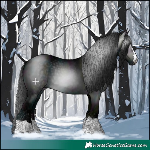 Horse Color:Gray Midnight Black
