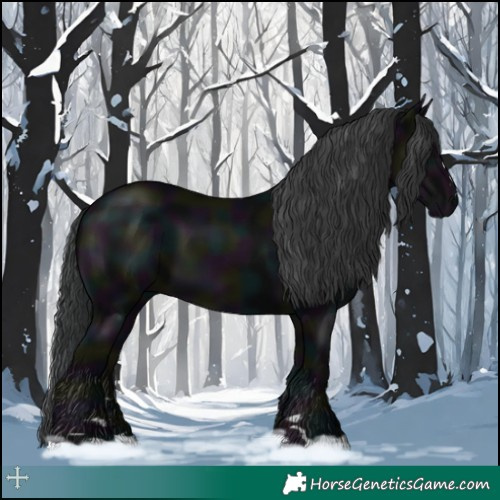 Horse Color:Midnight Black