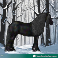 Horse Color:Midnight Black