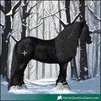 Horse Color:Midnight Black 