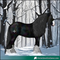 Horse Color:Midnight Black 