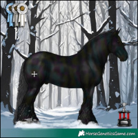 Horse Color:Midnight Black 