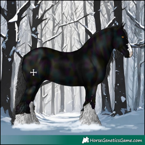 Horse Color:Midnight Black 