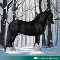 Horse Color:Midnight Black 