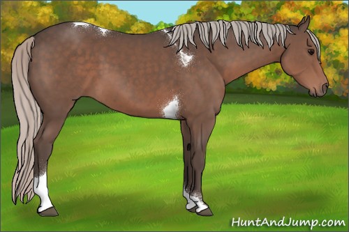 Horse Color:Silver Black Tobiano 
