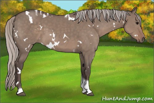 Horse Color:White Spotted Silver Grullo Tobiano 