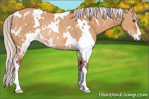 Horse Color:White Spotted Silver Bay Dun Sabino Rabicano Brindle 
